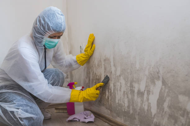 Best Attic Mold Removal  in Princeton, MO