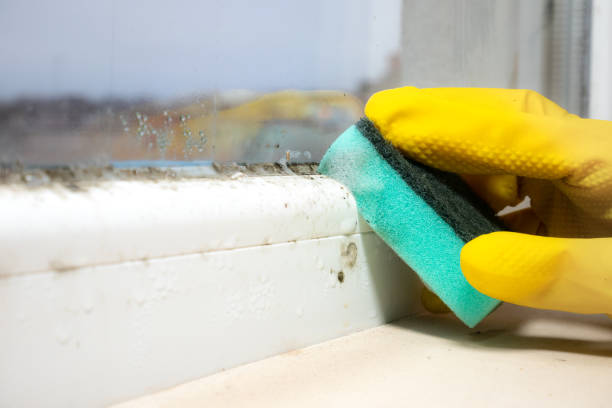 Best Office Mold Removal Services  in Princeton, MO