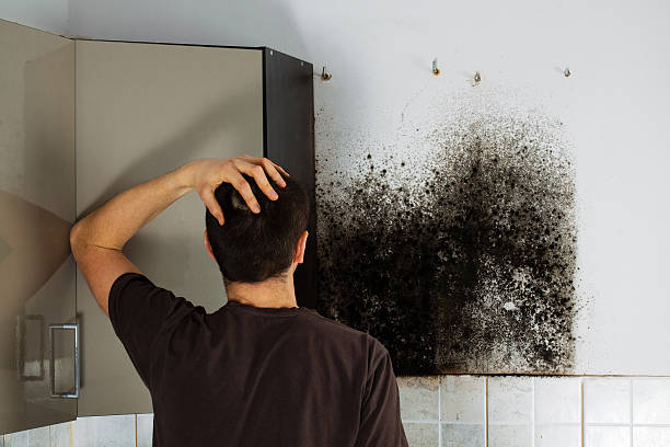 Mold Testing and Removal in Princeton, MO