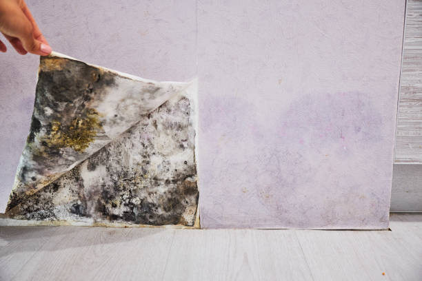 Best Black Mold Removal  in Princeton, MO